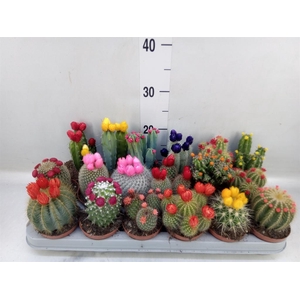 Cactus   ...decorated