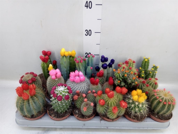 <h4>Cactus   ...decorated</h4>