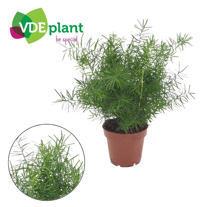 <h4>Asparagus Mazeppa 12cm</h4>