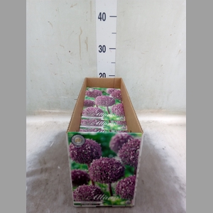 Allium   ...flowerbulbs