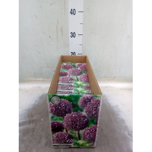 Allium   ...flowerbulbs