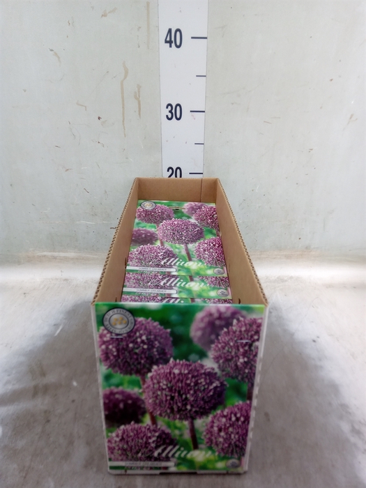 <h4>Allium   ...flowerbulbs</h4>