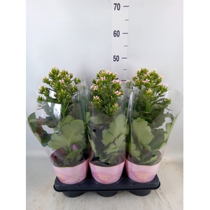 Kalanchoe blos. 'Feminine Pink'