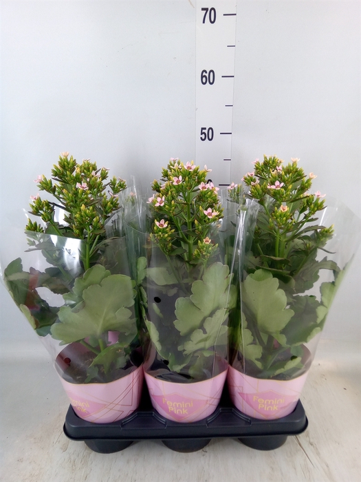 <h4>Kalanchoe blos. 'Feminine Pink'</h4>