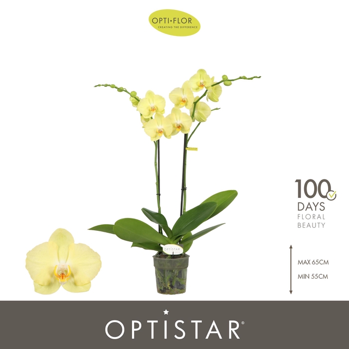 <h4>Optistar Ferrara 2 spike</h4>