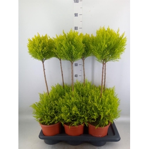 Cupressus macro. 'Goldcrest' .shape