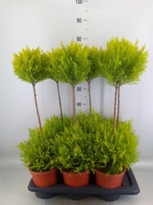 <h4>Cupressus macro. 'Goldcrest' .shape</h4>