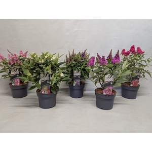Buddleja 'Butterfly Candy' Mix 17 cm