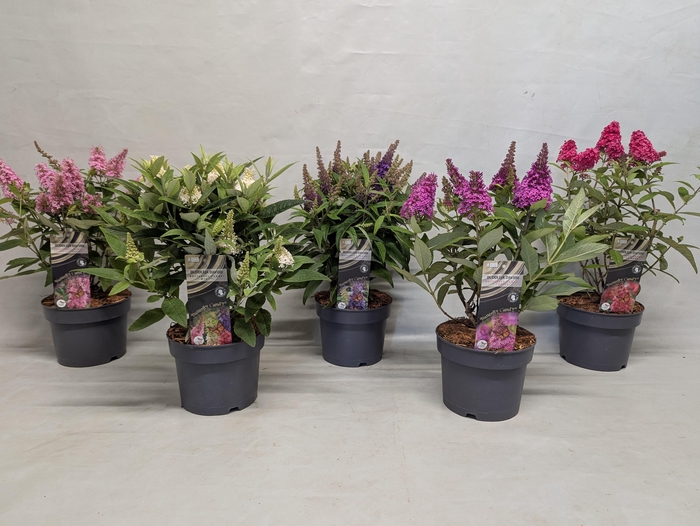 <h4>Buddleja 'Butterfly Candy' Mix 17 cm</h4>
