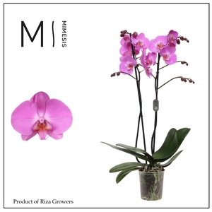 Phalaenopsis Las Palmas 2 spike – 12cm | Mimesis