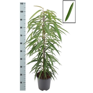 Ficus Binnendijkii Alii 21Ø 110cm 3pp