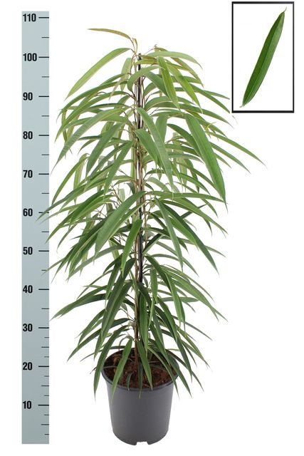 Ficus Binnendijkii Alii 21Ø 110cm 3pp