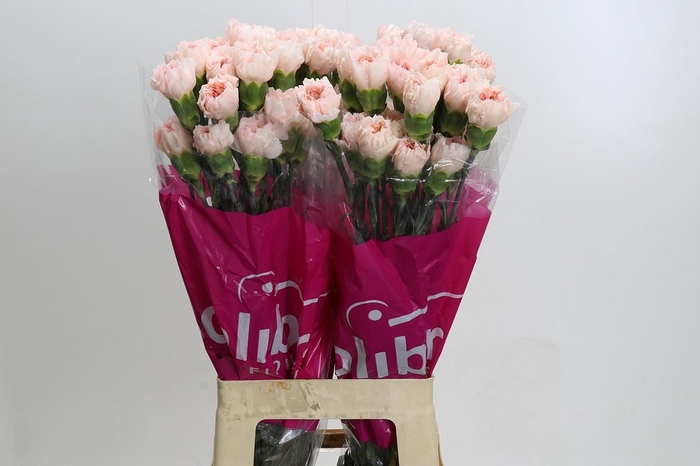 <h4>Dianthus St Maruchi</h4>