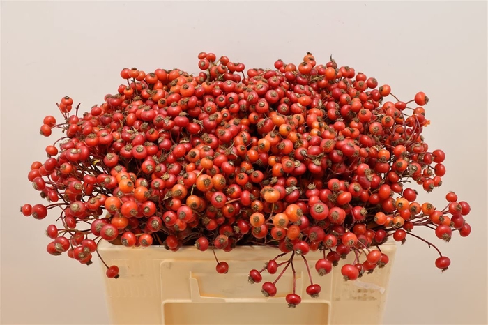 <h4>Rosa Mag Delight</h4>