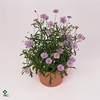 !! PROMO !! BRACHYCOME MAUVE DELIGHT