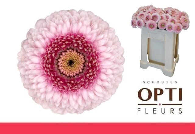 <h4>GE MB POM CAMILLA</h4>