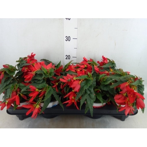 Begonia boliv. 'Beauvilia Red'