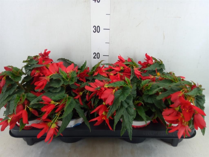 <h4>Begonia boliv. 'Beauvilia Red'</h4>