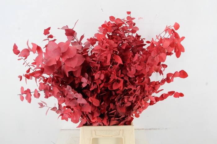 <h4>PF EUC STUART RED BS 150GR</h4>