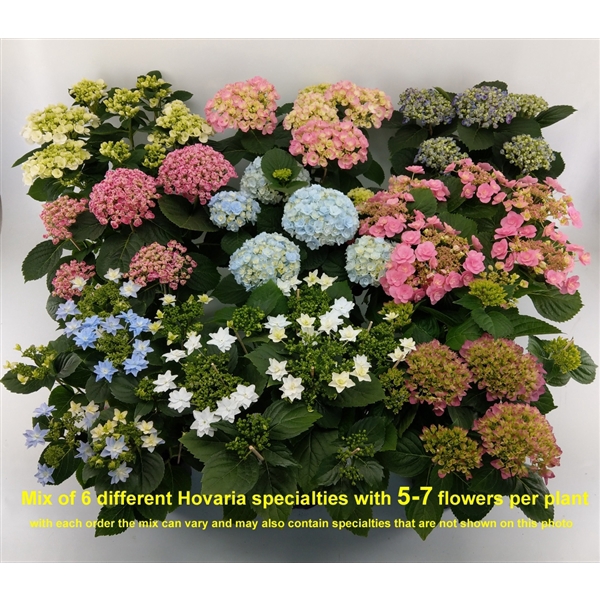 Hydrangea Hovaria Mix 5-7