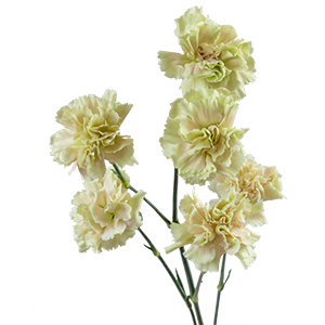 <h4>DIAN.TR. Lucia</h4>