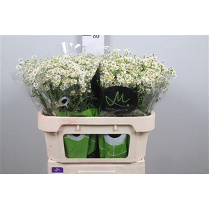 Tana Pa Single Vegmo