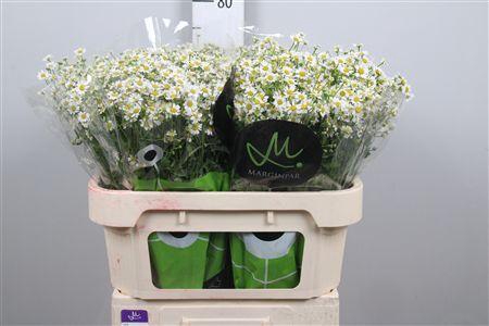 <h4>Tana Pa Single Vegmo</h4>