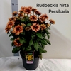Rudb Sunbeck Ophelia