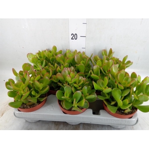 Crassula ovata