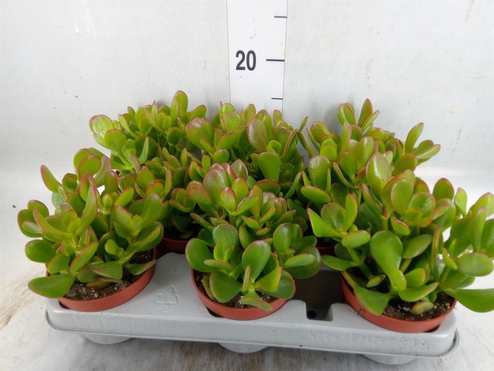 <h4>Crassula ovata</h4>