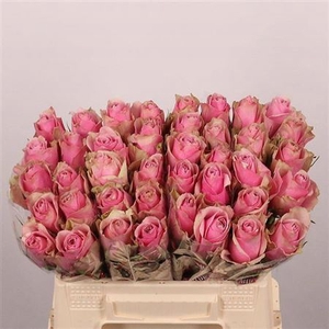 R Gr Athena Royale