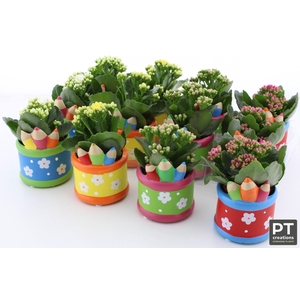 ARR KALANCHOE