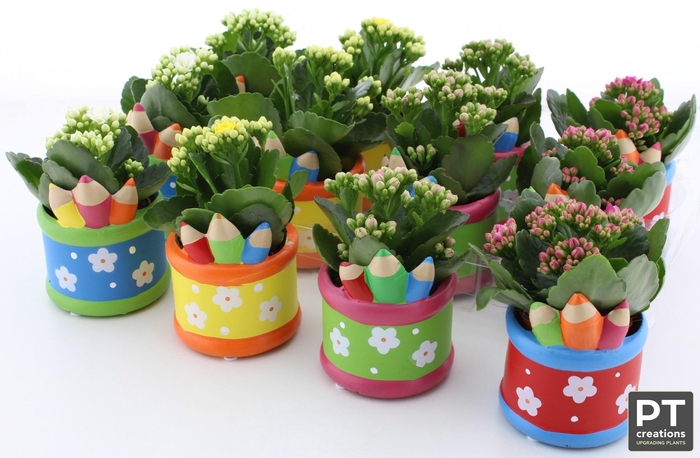 <h4>ARR KALANCHOE</h4>