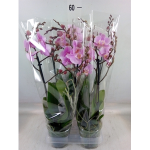Phalaenopsis multi. 'Beaution'