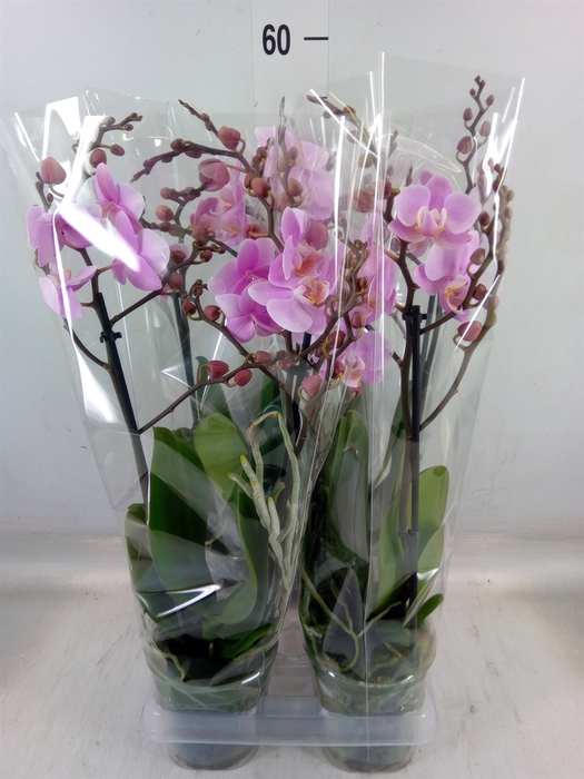 <h4>Phalaenopsis multi. 'Beaution'</h4>