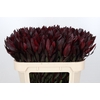 Leucadendron Saf Sunset Dark R.