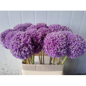 ALLIUM GIGANTEUM