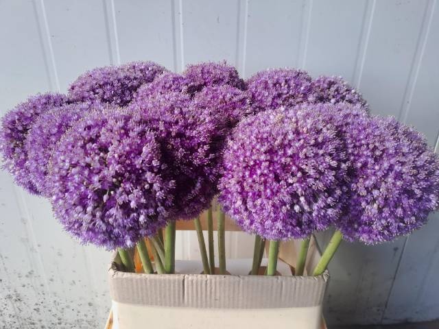 <h4>ALLIUM GIGANTEUM</h4>