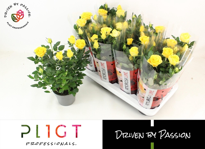 <h4>RO LOVE FOR YELLOW</h4>