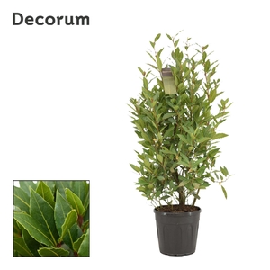 Laurus nobilis Struik