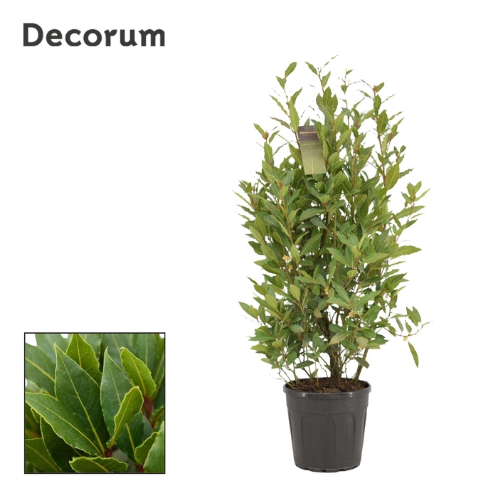 <h4>Laurus nobilis Struik</h4>