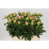 Paeonia Coral Sunset