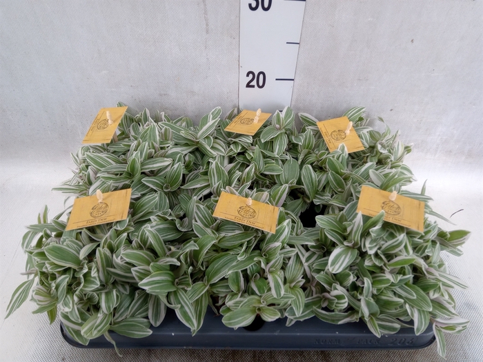 <h4>Tradescantia   ...</h4>