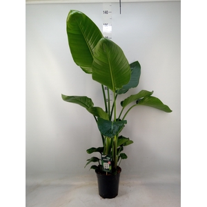Strelitzia nicolai