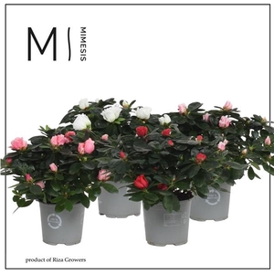 Mimesis Azalea Mix - 13cm
