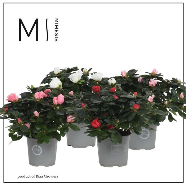 <h4>Mimesis Azalea Mix - 13cm</h4>