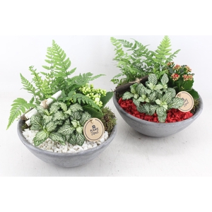 arr2 PL - Ebbischaal M x2 - rood/wit