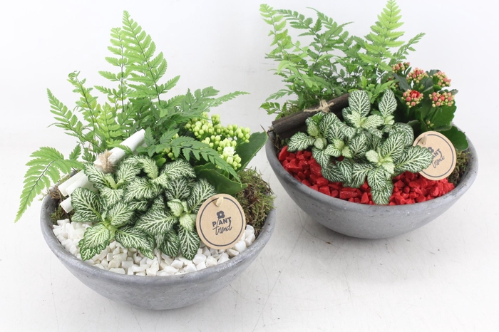 <h4>arr2 PL - Ebbischaal M x2 - rood/wit</h4>