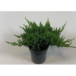 Juniperus Pr Nana