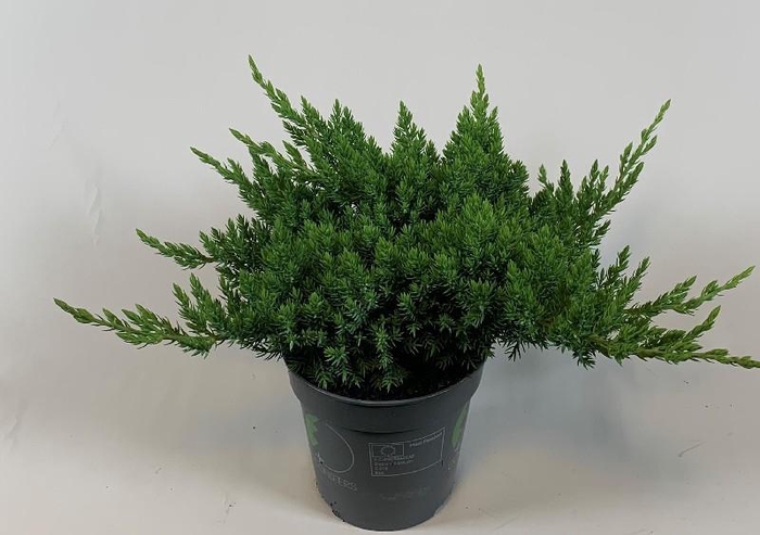 <h4>Juniperus Pr Nana</h4>